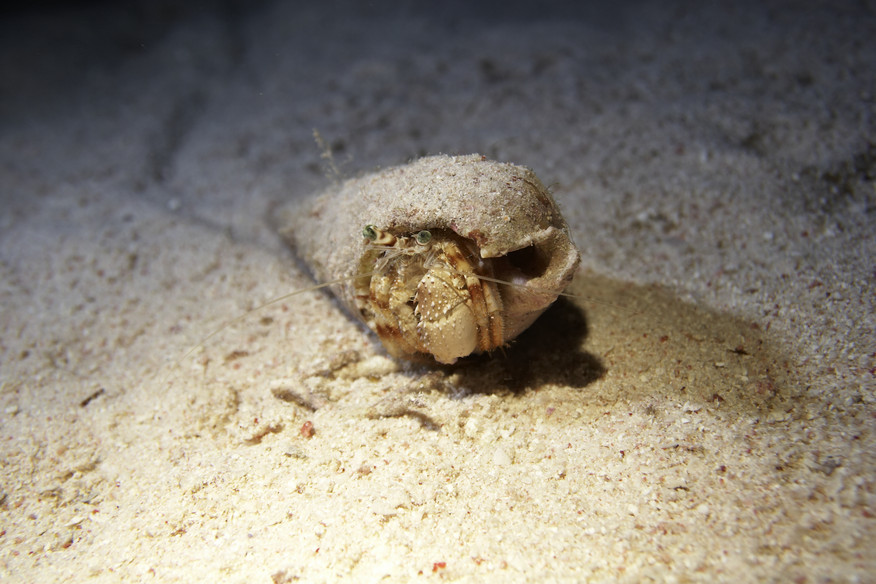 Hermit crab, Crab